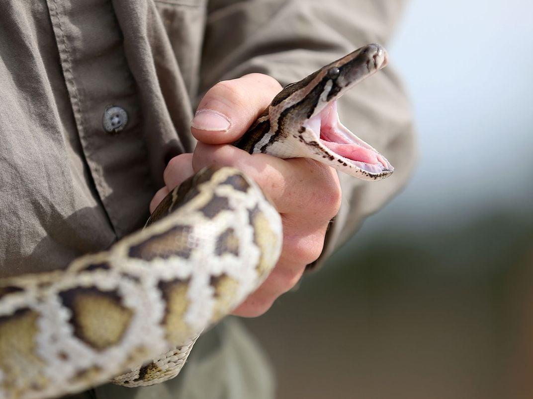 Python v Everglades