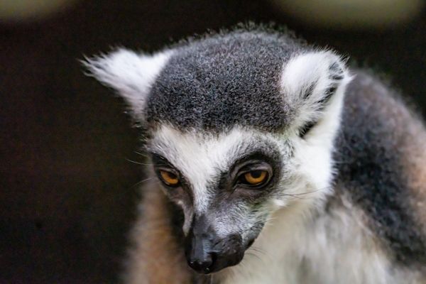 Lemur with a Look thumbnail