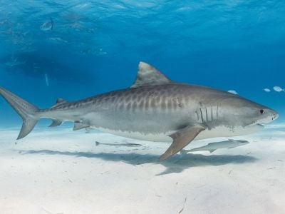 一只虎鲨在巴哈马游泳。在过去的几十年里，这些捕食者冒险向更北的西北大西洋进发。