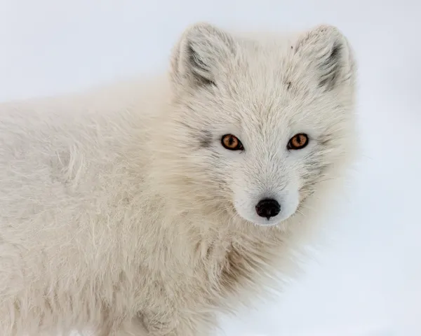 Amber Gaze thumbnail