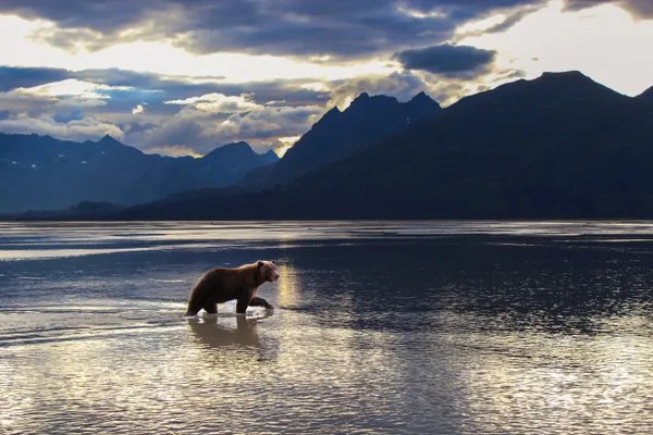 Alaskan Brown Bear thumbnail