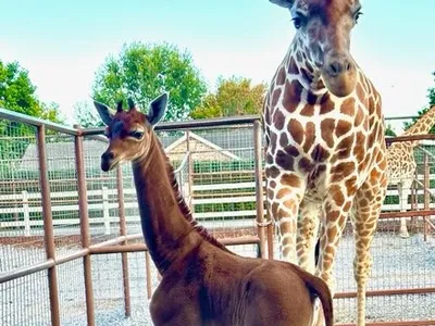 The rare all-brown giraffe was born in July.