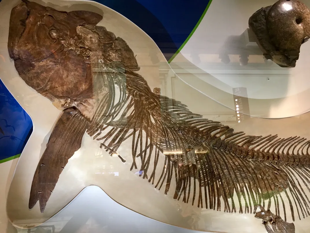 Here Are 12 Things You Might Miss in the Smithsonian's New Fossil Hall 