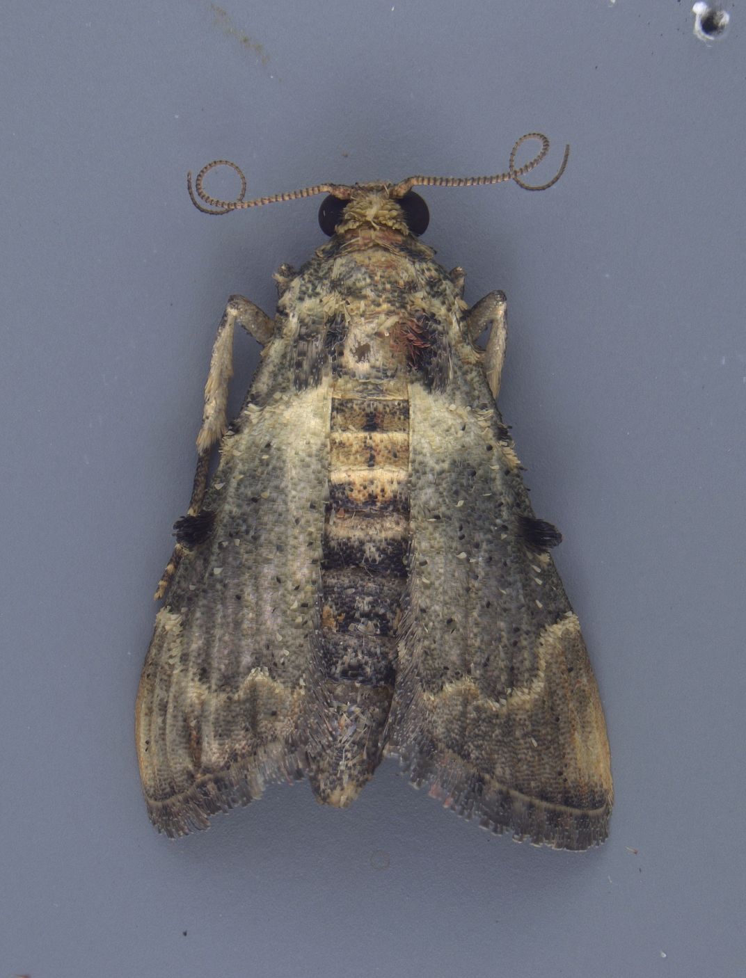 Salma brachyscopalis Hampson