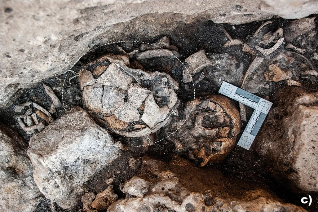 skull remains