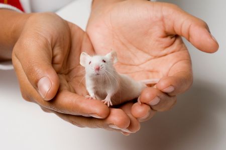 For all their flaws, lab mice have become an invaluable research model for genetics, medicine, neuroscience and more. But few people know the story of the first standardized lab mice.
