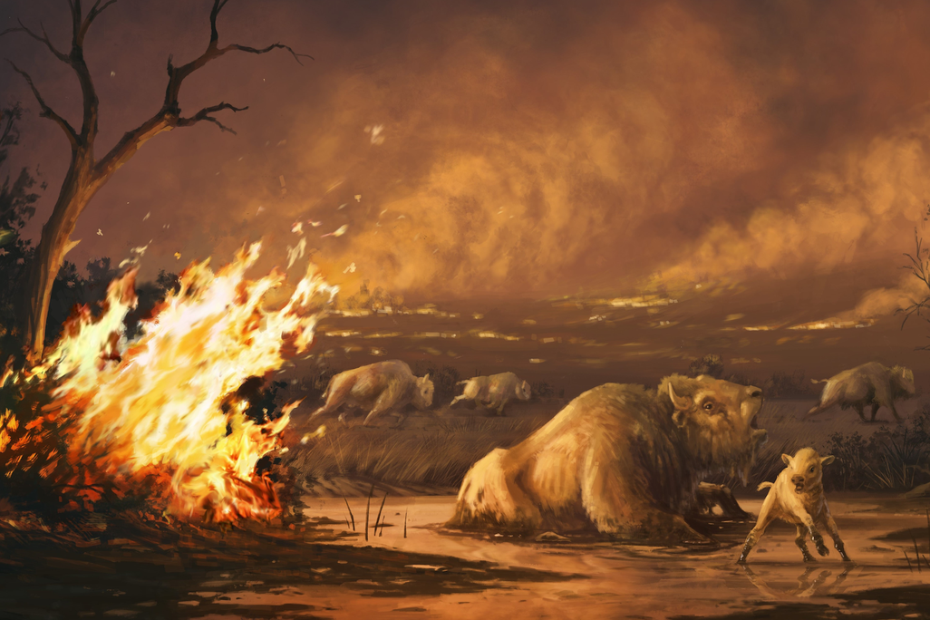 An illustration of animals fleeing a fire, and an ancient bison sinks into a tar pit