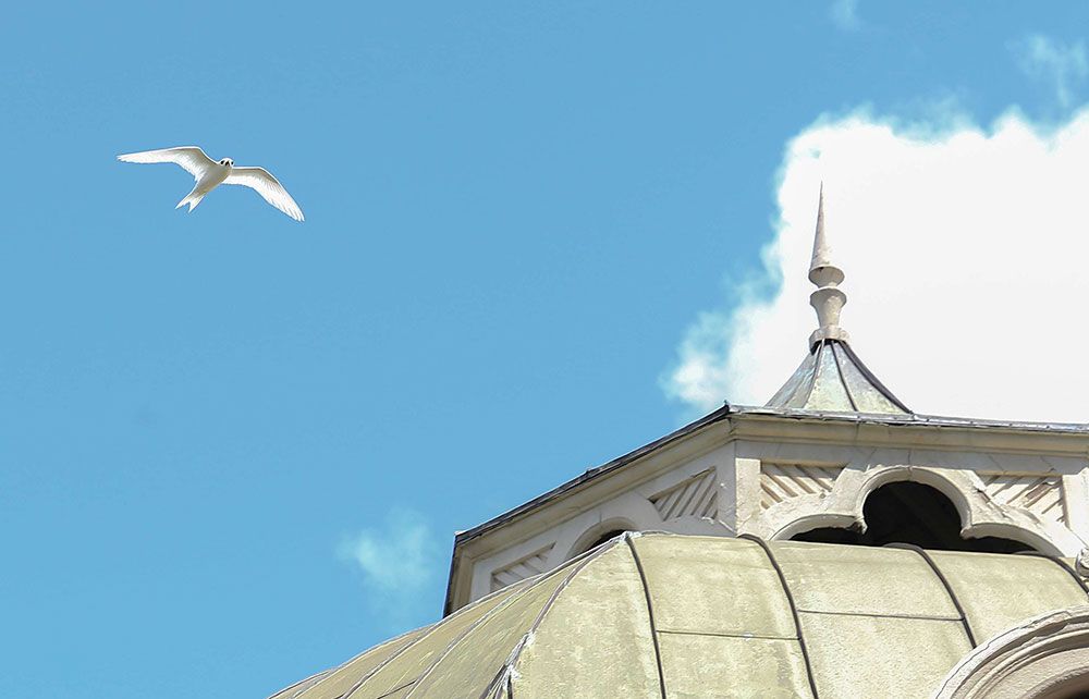 White Tern Near Building