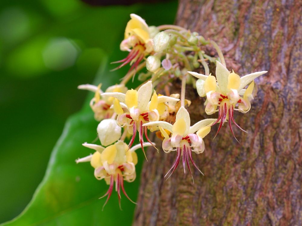 Cacao Flowers