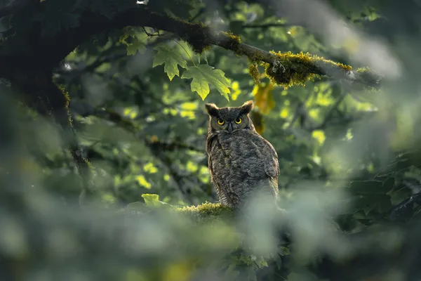 Eyes Of The Twilight Hunter thumbnail