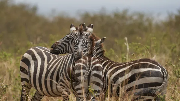 Zebra crossing thumbnail