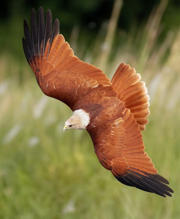 Brahminy kite thumbnail