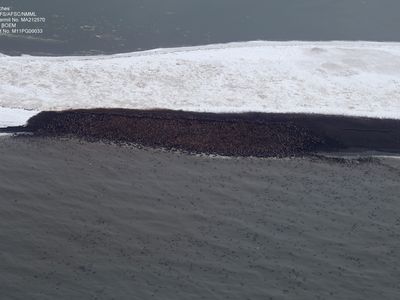 Thousands of walruses gathered at a beach in Point Lay, Alaska. 
