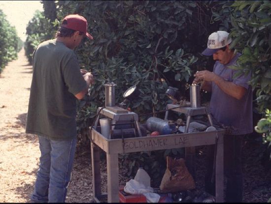 Growers use pressure gauges to test the hydration and stress levels of citrus trees