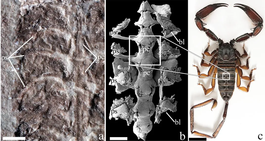 Parioscorpio Figure 2