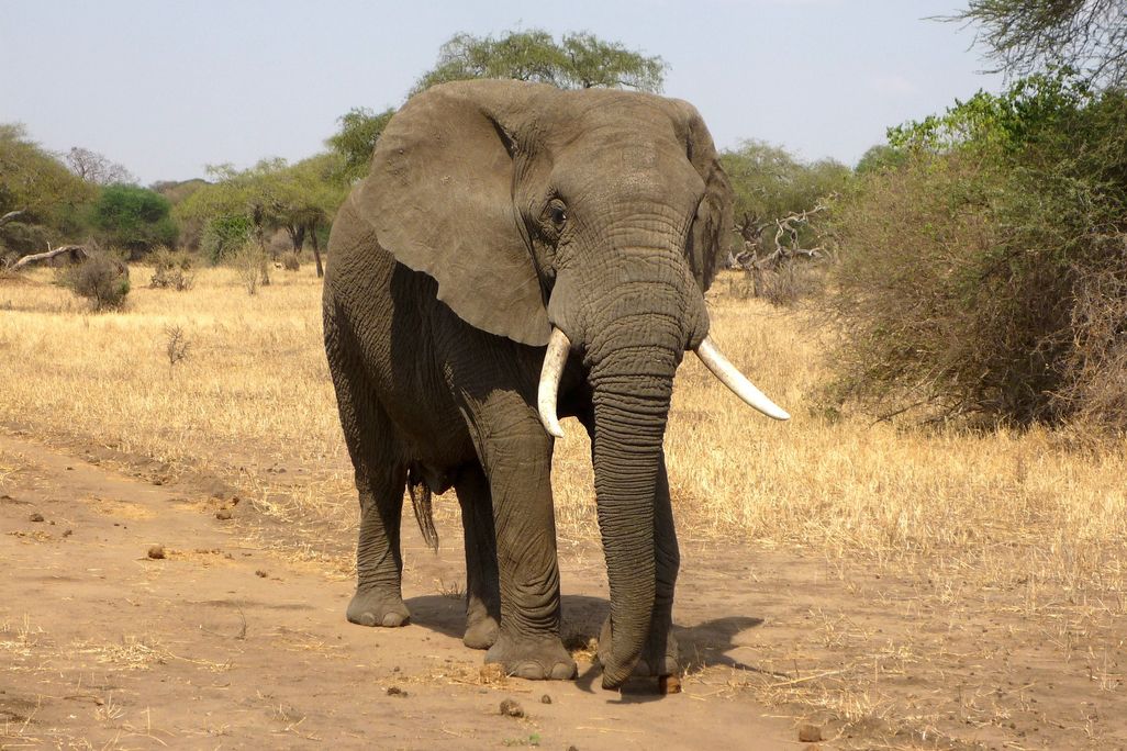 An elephant