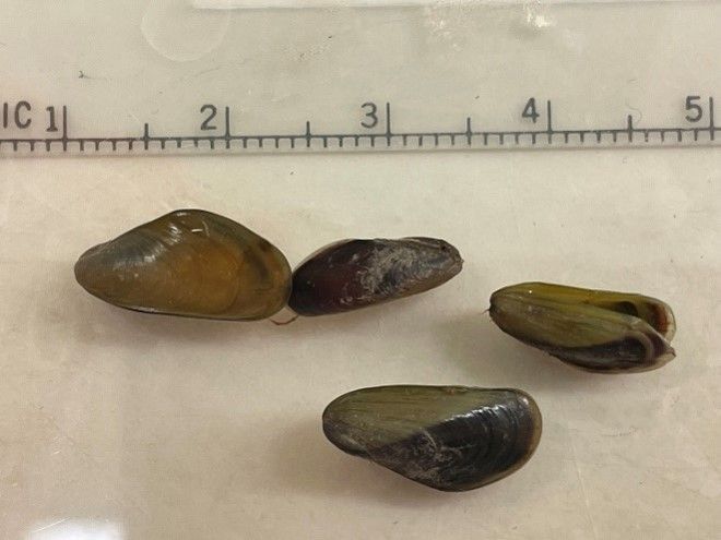 Golden mussels are shown with a measuring scale