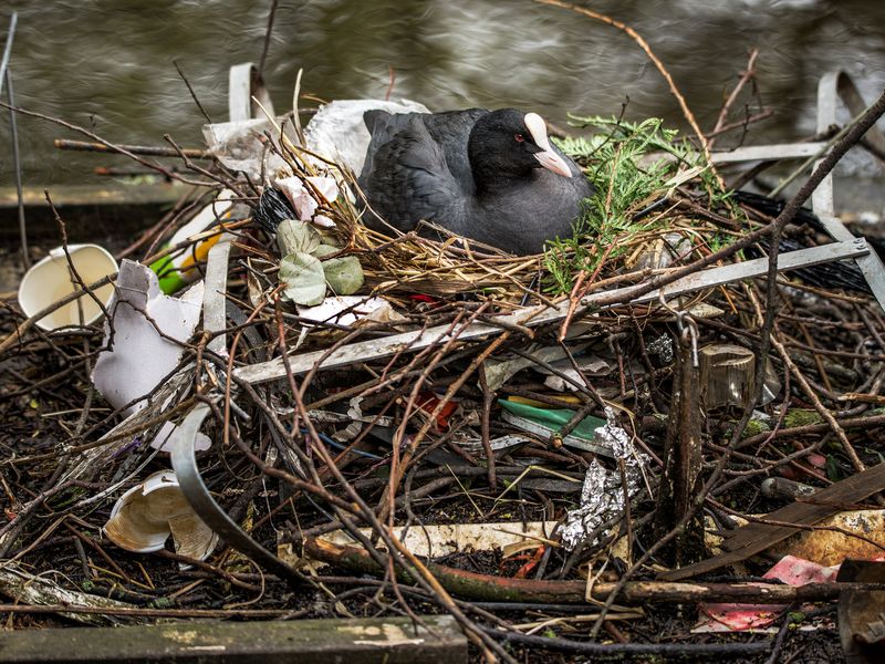 A Nest of Trash Smithsonian Photo Contest Smithsonian Magazine