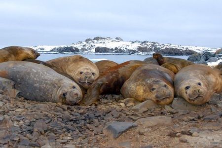 Southern elephant seals normally live in the South Atlantic, often as far south as Antarctica. These are young male Southern elephant seals from the South Shetland and Anvers islands, Antarctica. 
