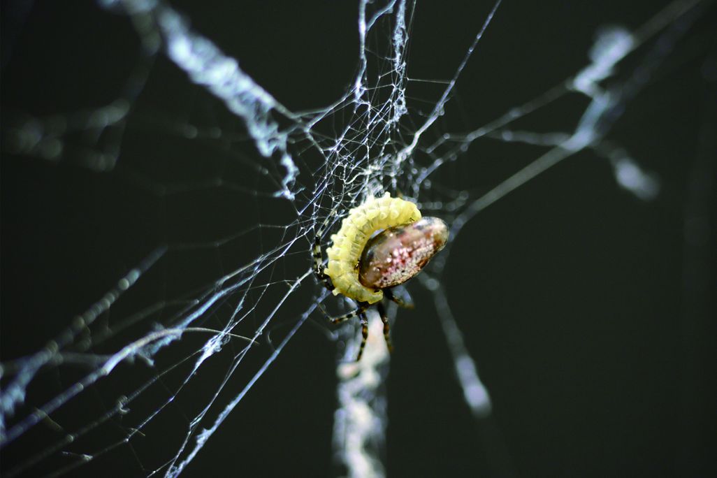 final-instar.jpg