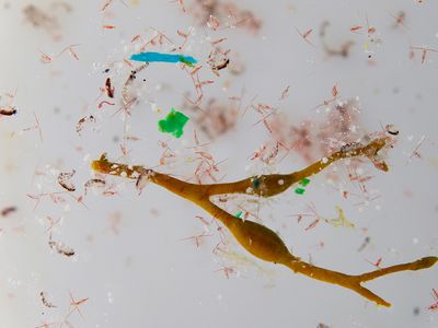 Microplastics mixed in with plankton from an Arctic Ocean sample