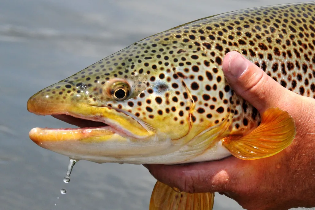 Brown trout