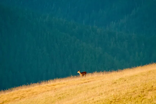 Lone deer on the ridge thumbnail