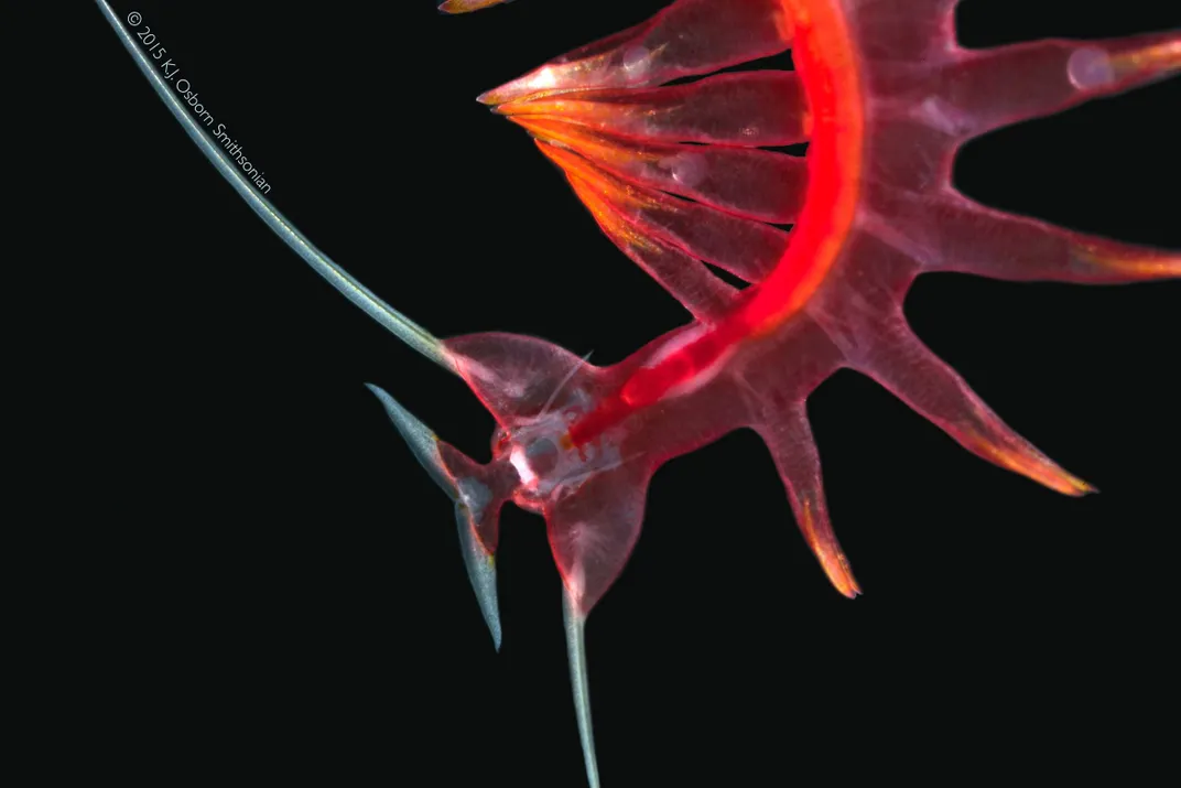 Red marine worm on a black background.