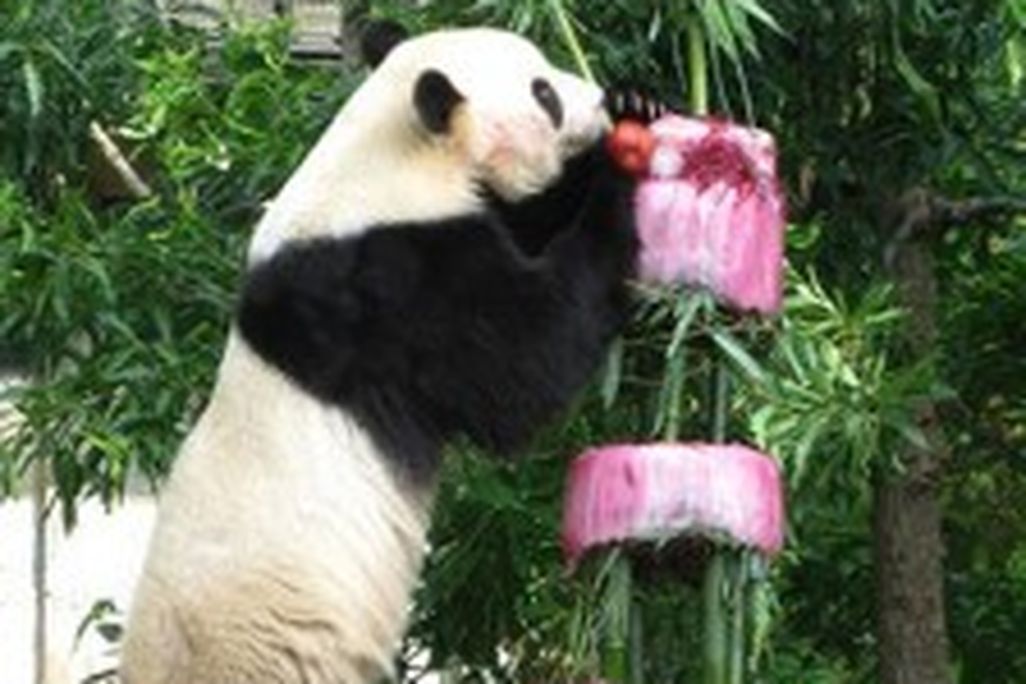national-zoo-tai-shan-birthday-4-224x300.jpg