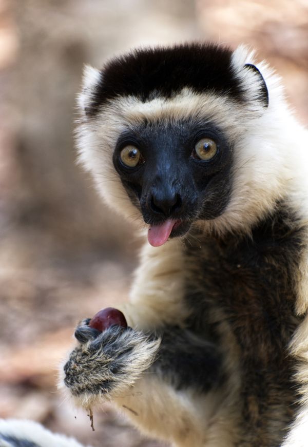 A charismatic lemur thumbnail