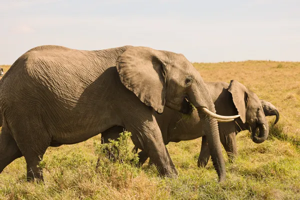 Together through every age, elephant family united thumbnail