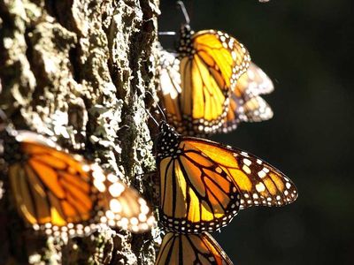 Monarch butterflies catching the sun on an oyamel tree in a Mexican overwintering site.