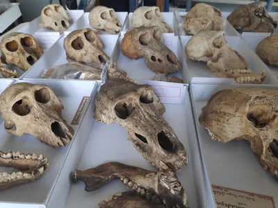 Ancient baboon skulls from the site of Gabbanat el-Qurud, known as the Valley of the Monkeys
