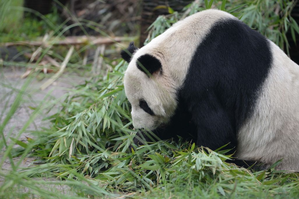 Pan Pan