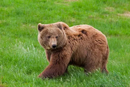 The European brown bear hasn't roamed Britain since the Middle Ages—and possibly even earlier.