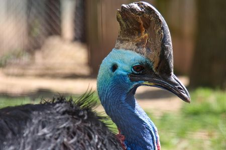 The National Zoo's resident cassowary in 2010.