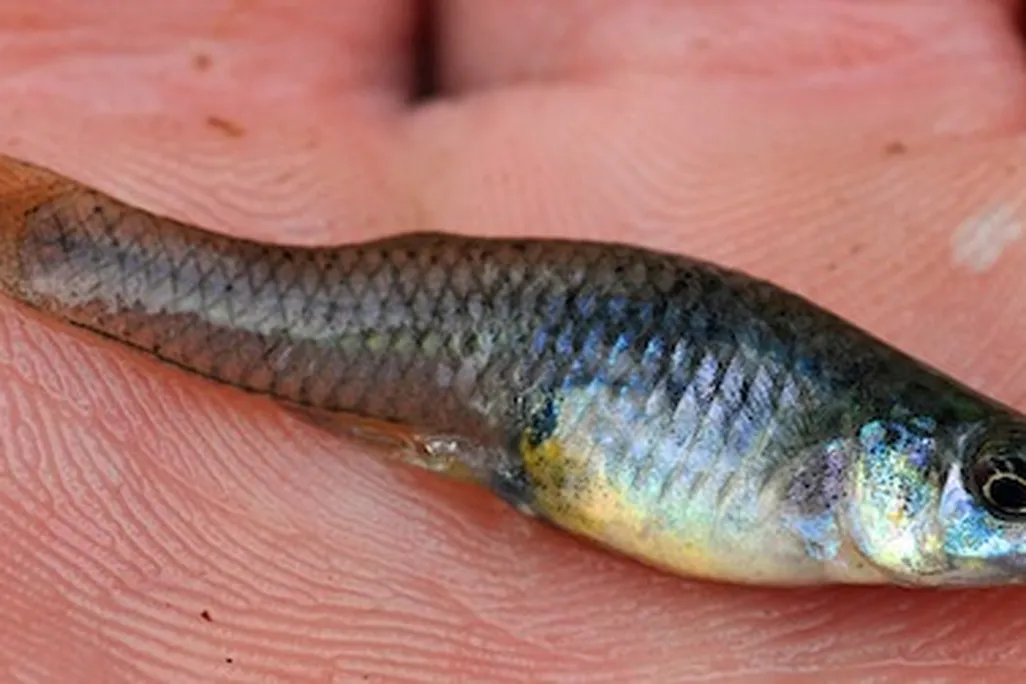 20131011112028Gambusia_affinis_Tyson.jpg