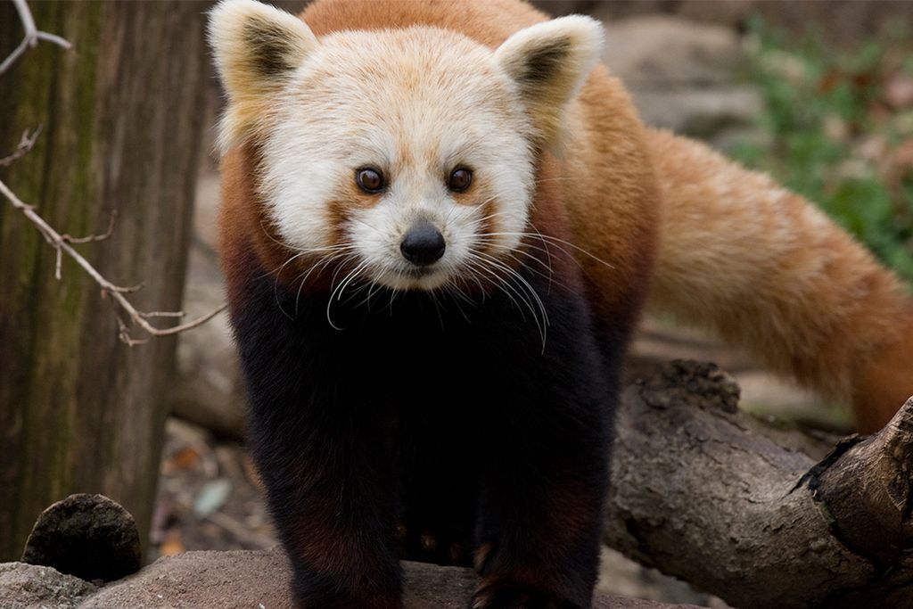 Red_Panda.jpg