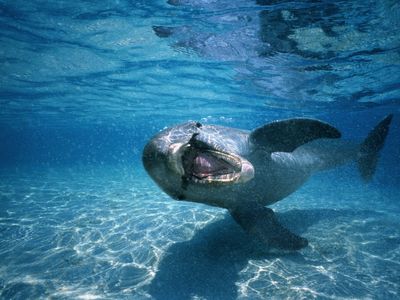 A Dolphin Keeps Biting People in Japan. Researchers Think It's Just Lonely image