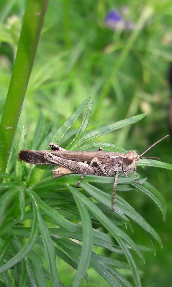 After hopping from one twig to another, the grasshopper rests with calmness thumbnail