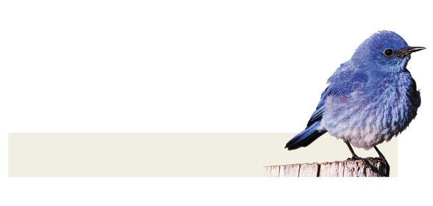 Why Are Some Feathers Blue?