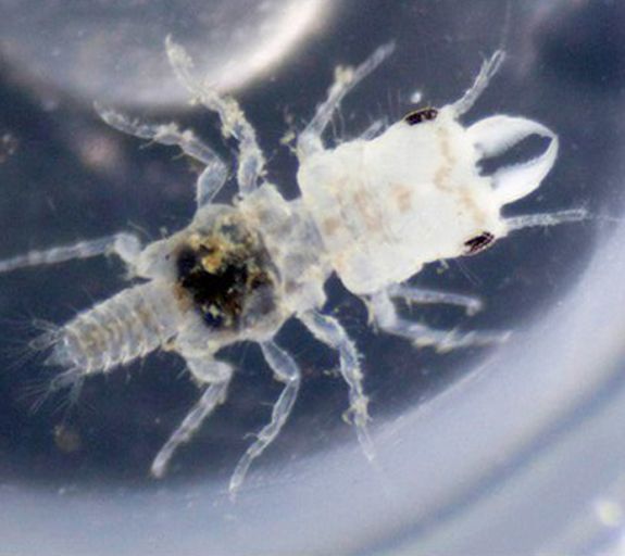 The crustacean Gnathia marleyi, named after singer Bob Marley.