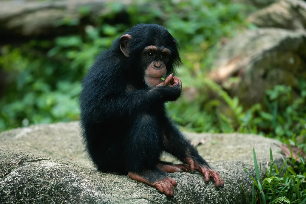 Chimpanzee sitting on a rock eating something green
