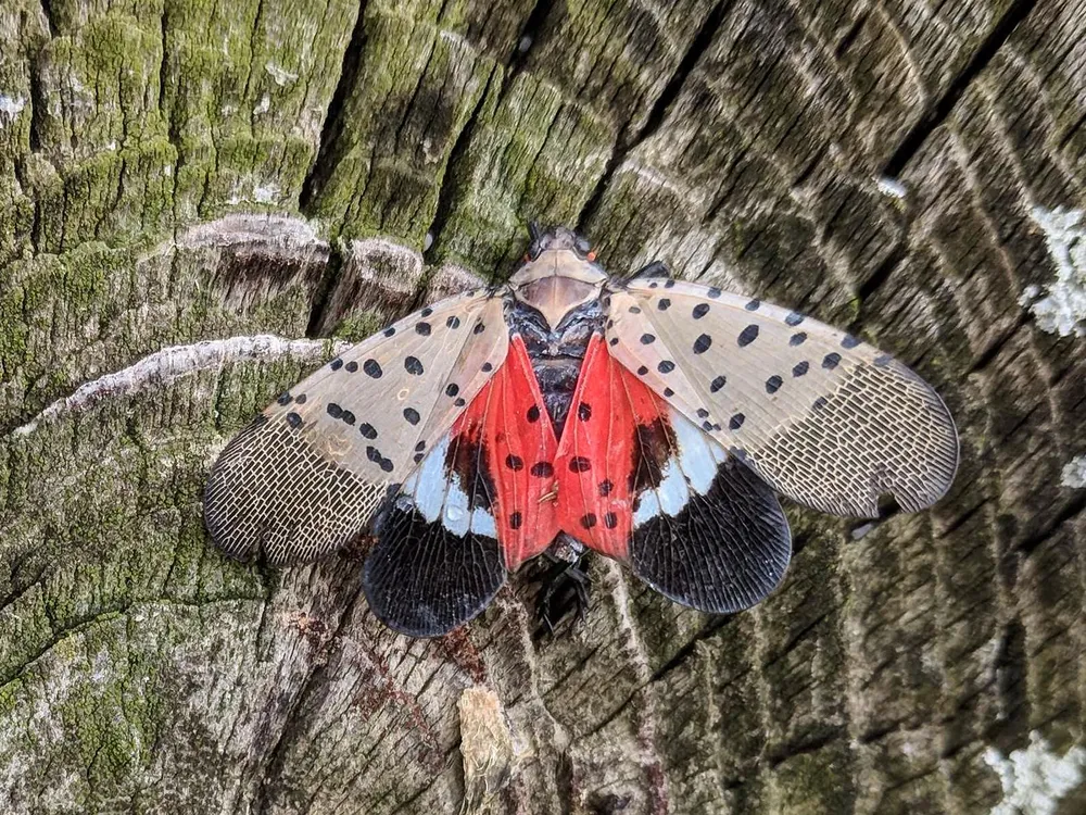 Lanternfly on a tree