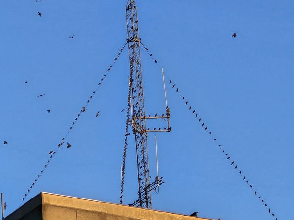 birds on the antenna wire thumbnail