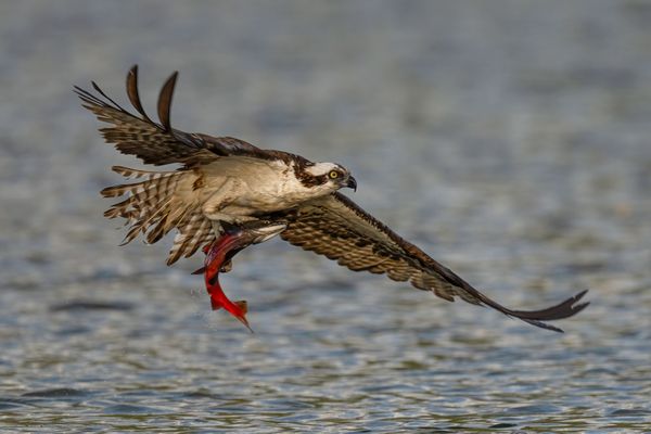 Osprey Taking Off With Red Kokanee Salmon thumbnail