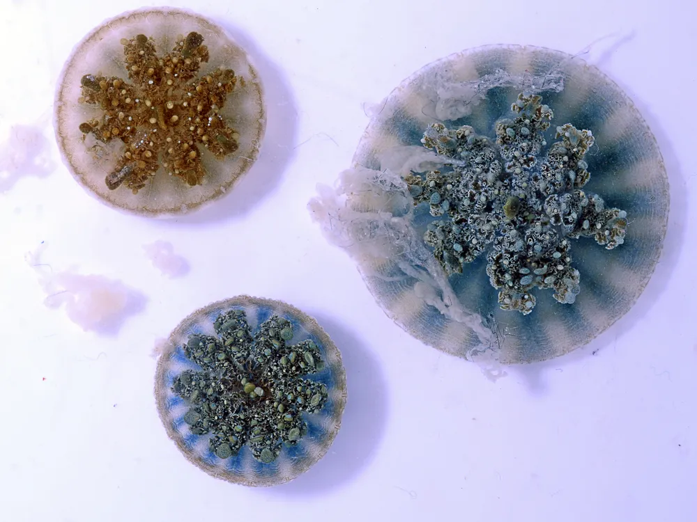 three jellyfish in a lab