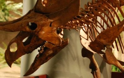 Two-horned face: a reconstruction of Zuniceratops at the Arizona Museum of Natural History