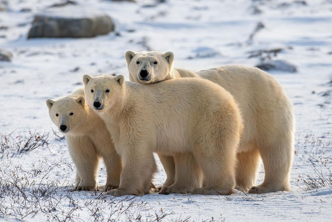 polar bear family