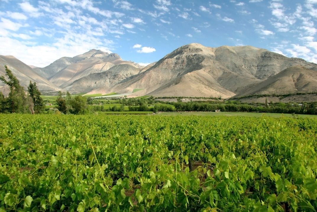 Wine growing valley in Chile